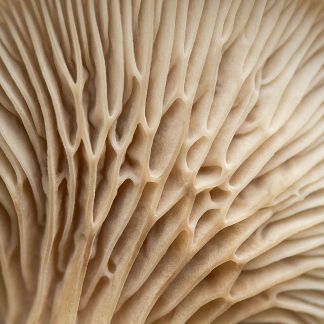 Грибная текстура